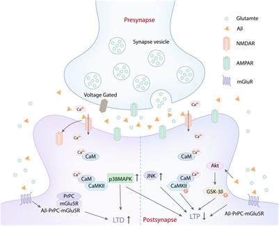 Frontiers | Role Of Aβ In Alzheimer’s-related Synaptic Dysfunction